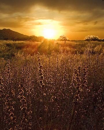 Golden Fields