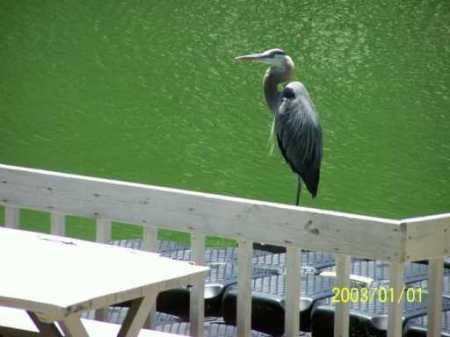 My Friend The Heron Sits on My Jet Dock