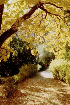 Fall foliage at Boyce Thompson Arboretum