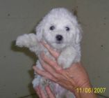 "Riley" our new Bichon-Poo puppy.