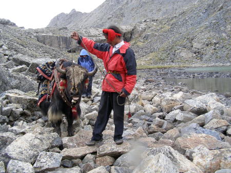 Yak in Tibet, 2006