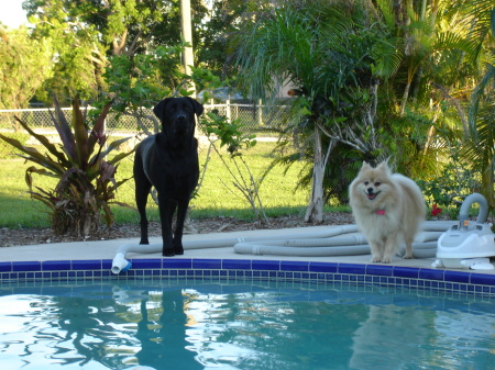 Ollie & Max by the pool