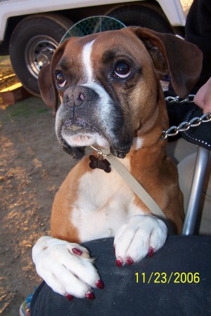 Cleo our beautiful Boxer and her pretty red finger nails