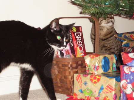 Monte & Manny with their 1st Christmas tree!