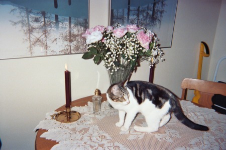 My Kali Kitty on the Dining Table