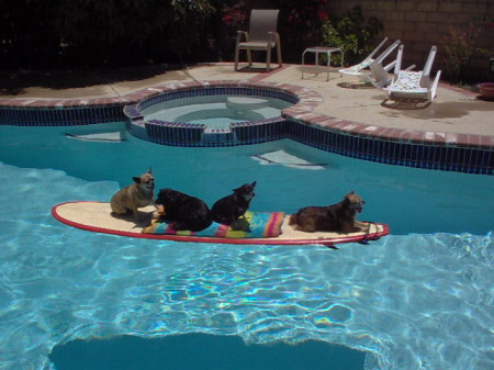 Our surfing dogs