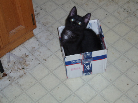 Helping with the packing