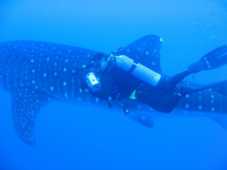 Riding a whale shark on a dive trip to the gul