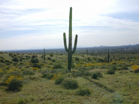 Sonoran Desert, 2005