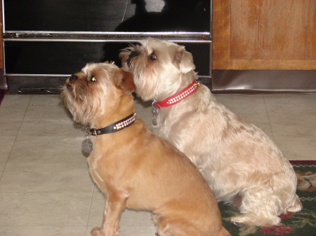 My Brussells Griffon Babies -  Spunky and Sassy (3 yrs old)