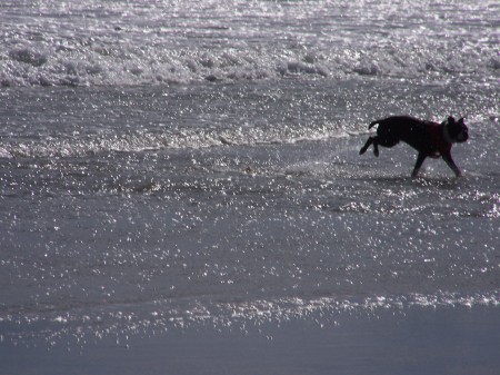 chasin' seagulls