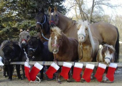 Merry Christmas from our horses.