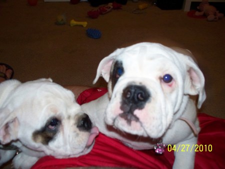 my two puppies, Taco and Nina..