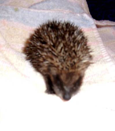 Baby hedgehog