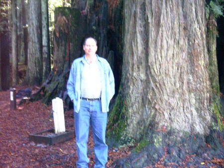 Redwood Tree