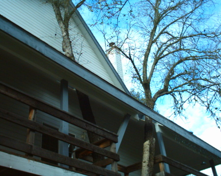 Trees growing through our deck and roof of our house!