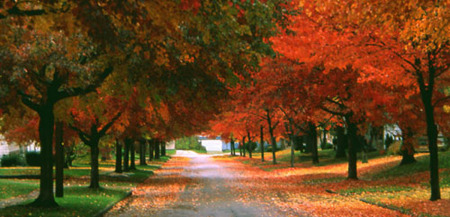 My street Middlecoff Dr in the fall