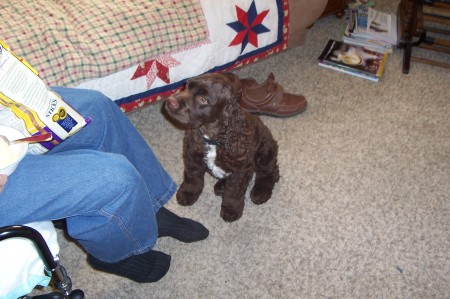 Rocko after Haircut