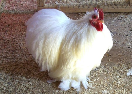 The Champion Rooster