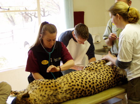 Cheetah study