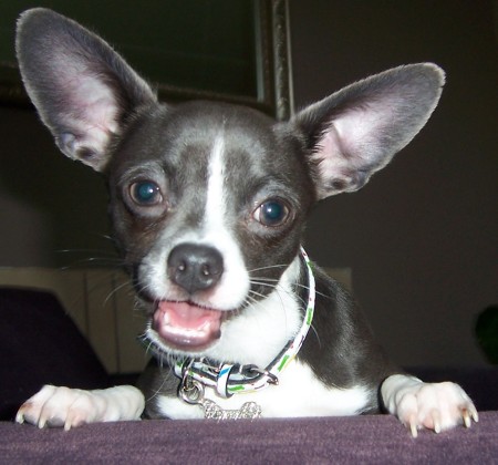 Chico - My first chihuahua