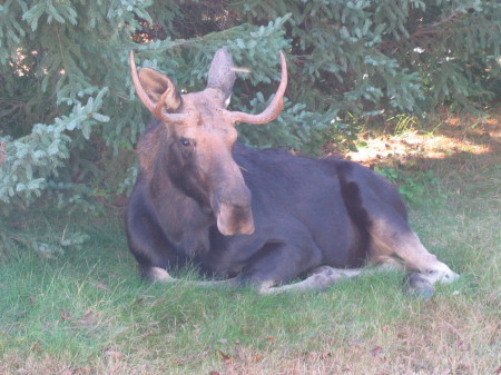 Backyard Visitor