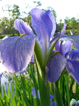 Losisiana Blue Flag Iris