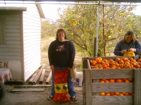 picking oranges in florida