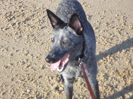 Poppy at the beach