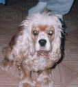 Lady Samantha, My Cocker spaniel