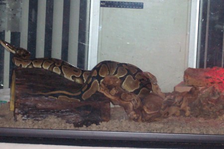 our snake - Phantom