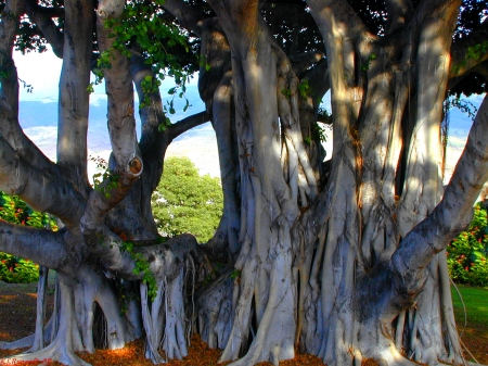 maui banyan