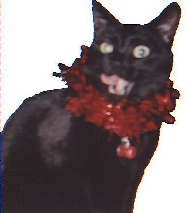 Our 3rd Kit: Sheba sends Christmas Greetings!