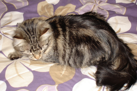 Cleo(patra), my cat