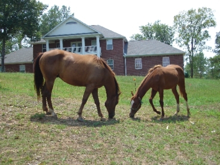 Wally and Junior on the Farm