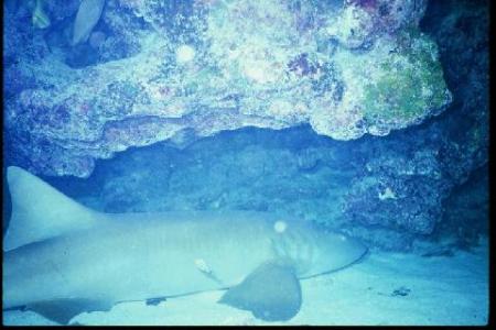 Nurse Shark