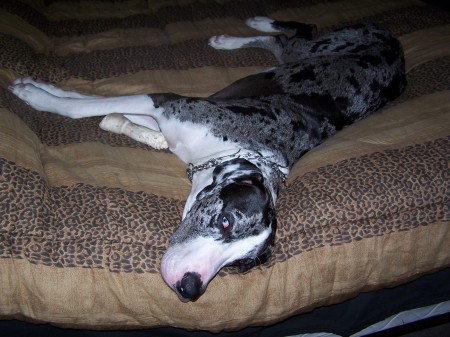 My Great Dane