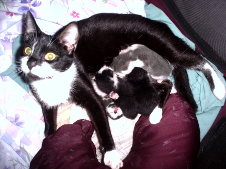Bess and her kittens