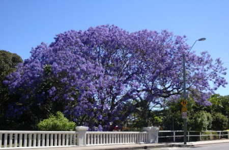 A Jacaranda tree in Brisbane Australia