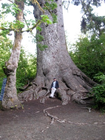 Big Sitka Spruce