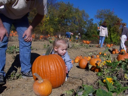 Pumpkin patch 2008