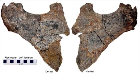 plesiosaur ischium