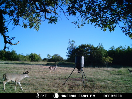 Deer on our land near Goldthwaite, TX