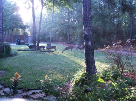 Breakfast Club every morning in our backyard