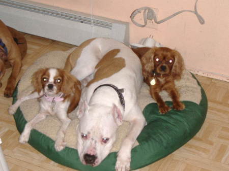 three of my doggies
