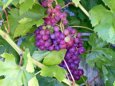 Grapes from my wonderful garden