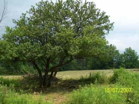 Apple tree