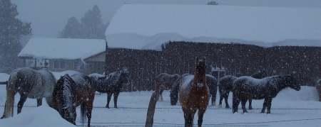 horses in the dead of winter