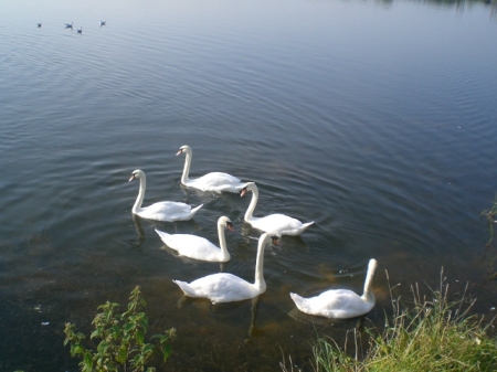 The Swan Family of Cork Ireland