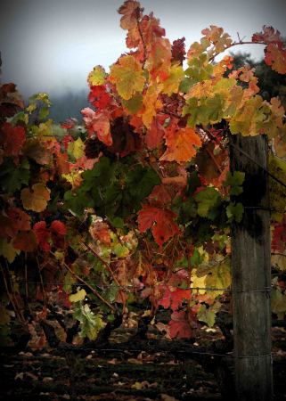 Napa Vineyard at Sterling